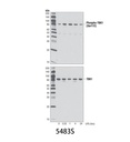 Phospho-TBK1/NAK (Ser172) (D52C2) XP Rabbit mAb