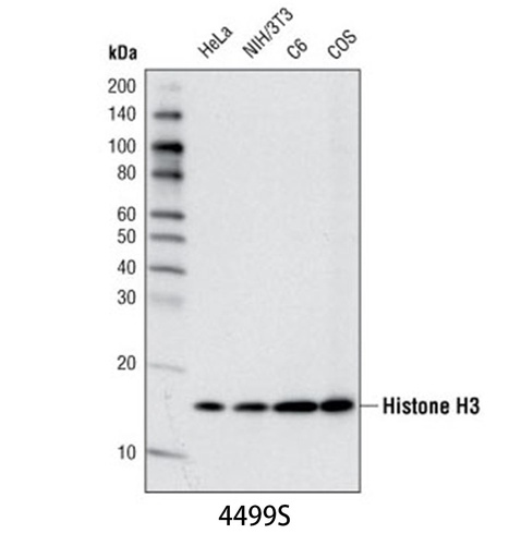 [003.4499S] Histone H3 (D1H2) XP Rabbit mAb [100ul]