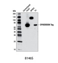 DYKDDDDK Tag (9A3) Mouse mAb (Binds to same epitope as Sigma's Anti-FLAG M2 Antibody)