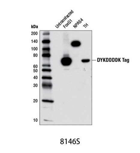 [003.8146S] DYKDDDDK Tag (9A3) Mouse mAb (Binds to same epitope as Sigma's Anti-FLAG M2 Antibody) [100ul]