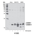 LC3A/B Antibody