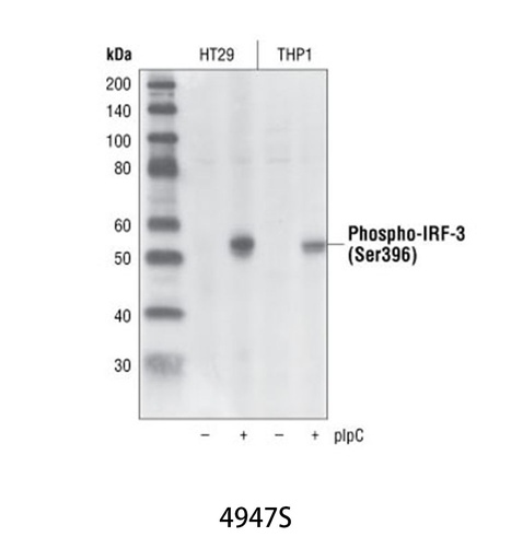 [003.4947S] Phospho-IRF-3 (Ser396) (4D4G) Rabbit mAb [100ul]