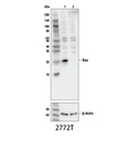 Bax Antibody