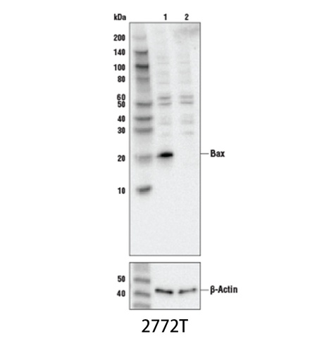 [003.2772S] Bax Antibody [100ul]