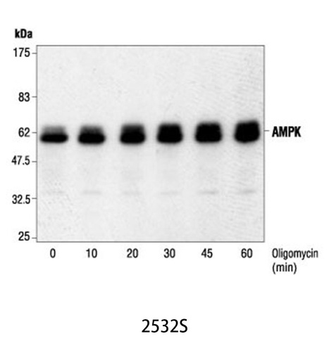 [003.2532S] AMPKα Antibody [100ul]