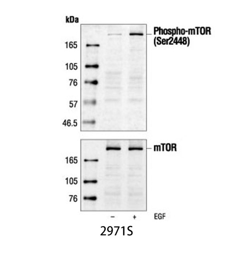[003.2971S] Phospho-mTOR (Ser2448) Antibody [100ul]