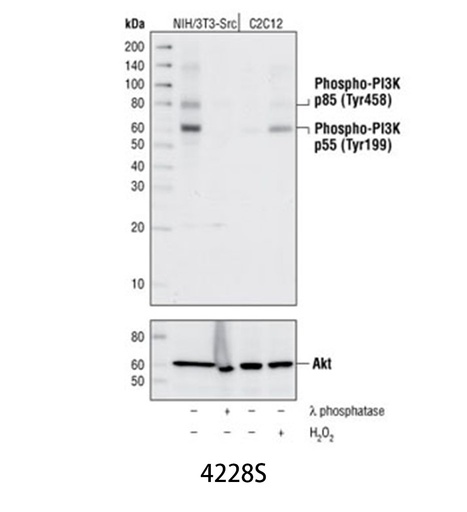 [003.4228S] Phospho-PI3 Kinase p85 (Tyr458)/p55 (Tyr199) Antibody [100ul]