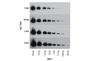 SignalFire Elite ECL Reagent