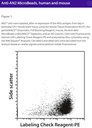 Anti-AN2 MicroBeads, human and mouse