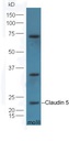 紧密连接蛋白5抗体