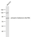 磷酸化钙介质素抗体