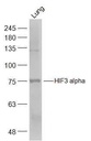 缺氧诱导因子3a/HIF-3a抗体
