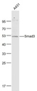细胞信号转导分子SMAD3抗体