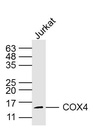 细胞色素c氧化酶IV亚型1（内参）单克隆抗体