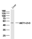 蛋白激酶AKT1,2,3抗体