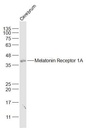 褪黑素受体1A/松果体素受体1A抗体