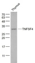肿瘤坏死因子配体超家族成员4抗体