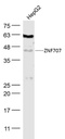 锌指蛋白707抗体