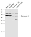 间隙连接蛋白43抗体
