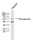蛋白磷酸酶1调节亚单位18抗体