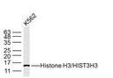 组蛋白H3（核内参）单克隆抗体